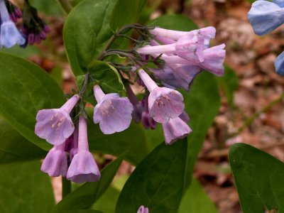 Mertensia virginica, pale purple form, 2015-04-25, Fox Chapel, 01