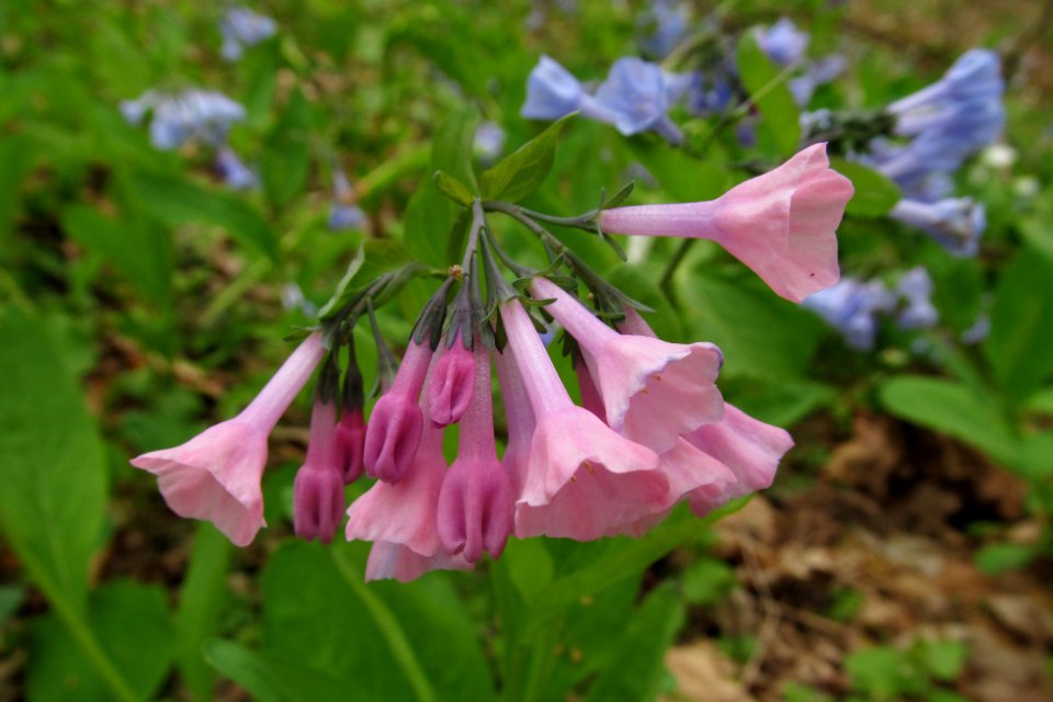 Mertensia virginica, pink form, 2021-04-24, Fox Chapel, 01