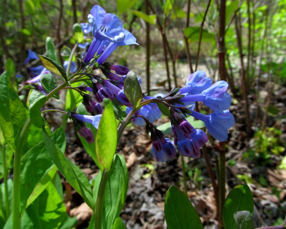 Mertensia virginica, 2021-04-20, Seldom Seen, 05