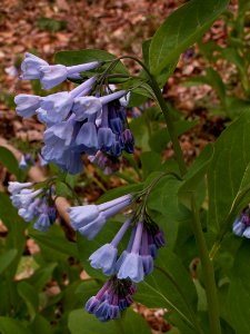 Mertensia virginica, 2015-04-25, Fox Chapel, 01