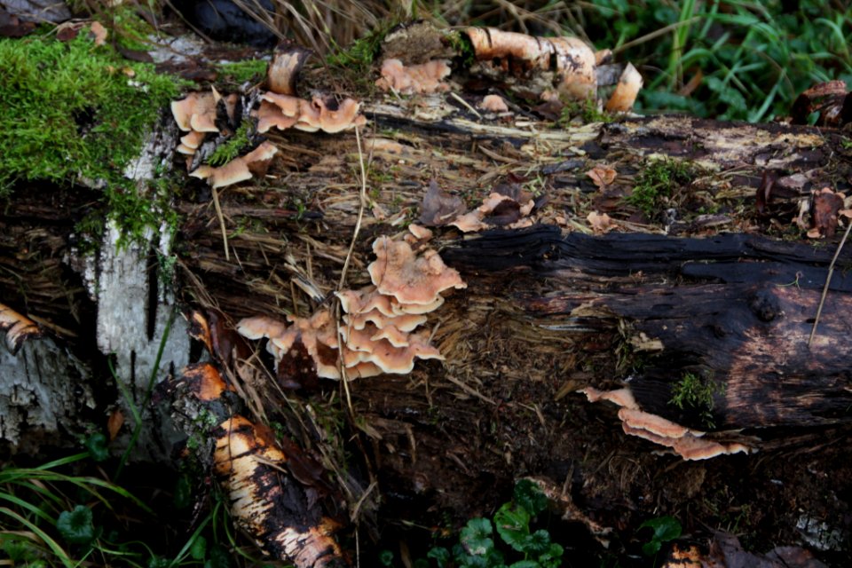Merulius tremellosus 105607117