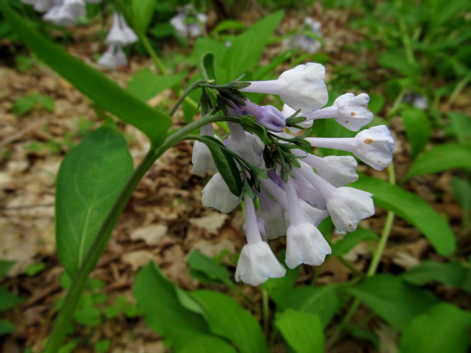 Mertensia virginica, lavender form, 2021-04-24, Fox Chapel, 01