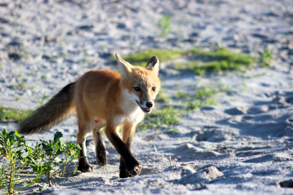 Nature mammal young