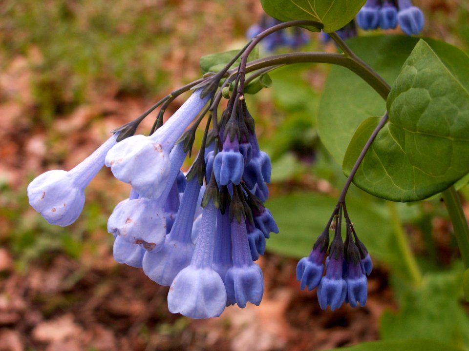 Mertensia virginica, 2015-04-25, Fox Chapel, 02