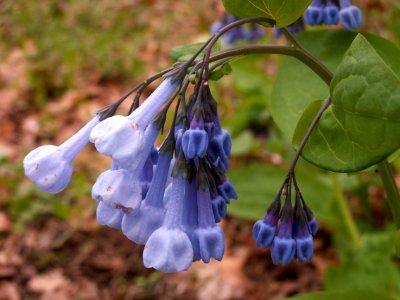 Mertensia virginica, 2015-04-25, Fox Chapel, 02
