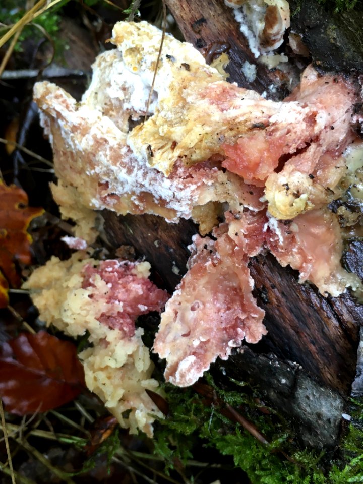 Merulius tremellosus 99038213