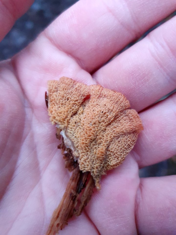 Merulius tremellosus 107575164