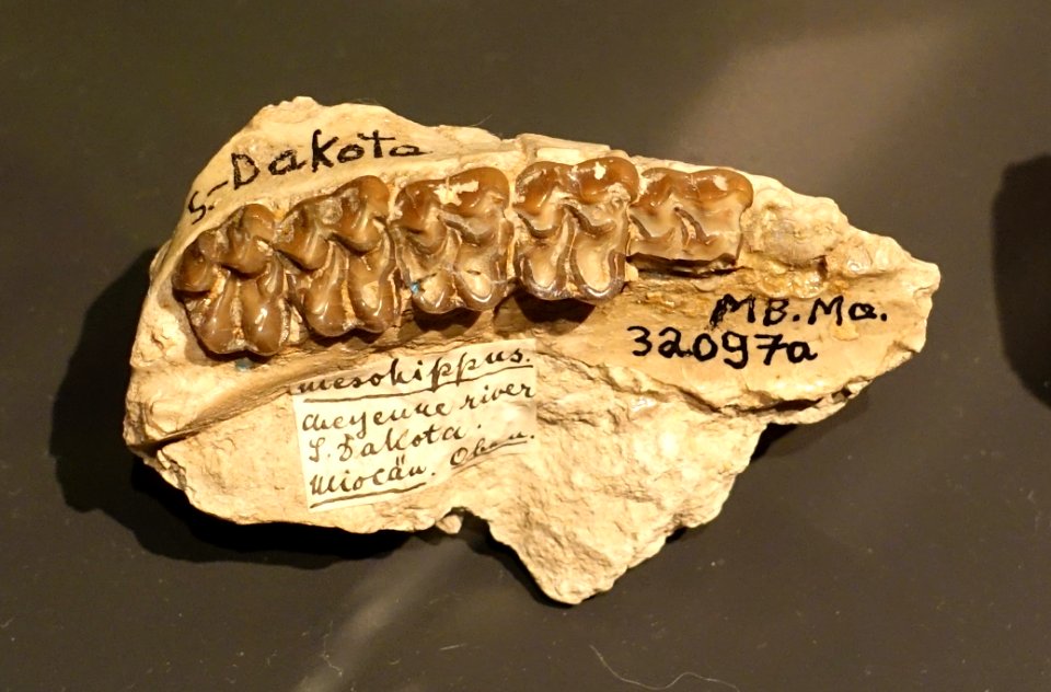 Mesohippus bairdi, Urpferd, South Dakota, USA - Museum fur Naturkunde, Berlin - DSC00073