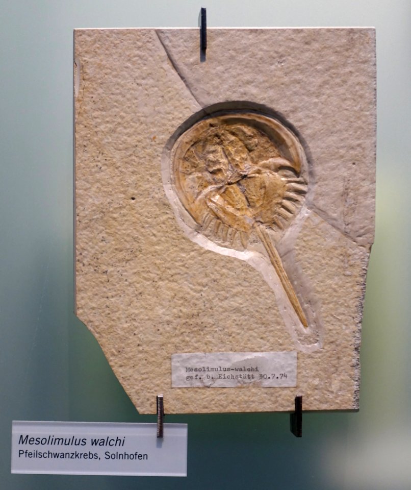 Mesolimulus walchi - Museum fur Naturkunde, Berlin - DSC00031