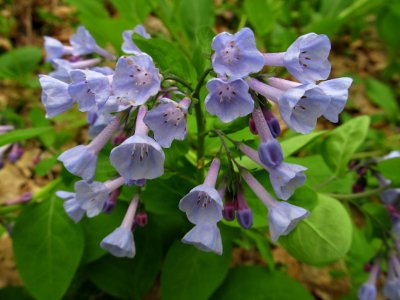 Mertensia virginica, 2021-04-24, Fox Chapel, 01