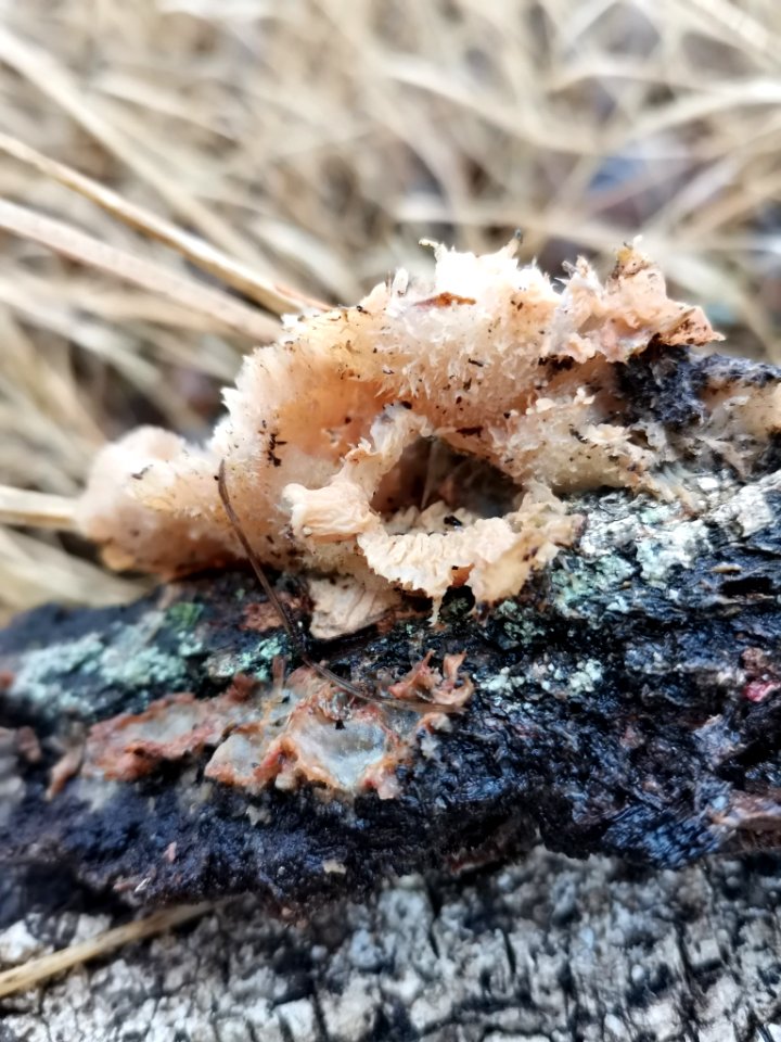 Merulius tremellosus 106636557