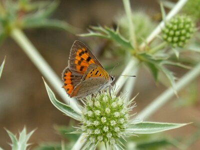 Libar thorns butterfly mantle bicolor