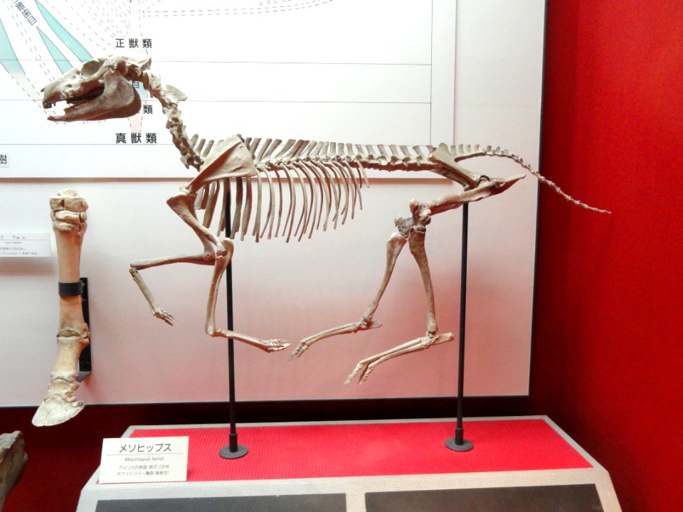 Mesohippus bairdii - Osaka Museum of Natural History - DSC07810