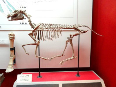 Mesohippus bairdii - Osaka Museum of Natural History - DSC07810