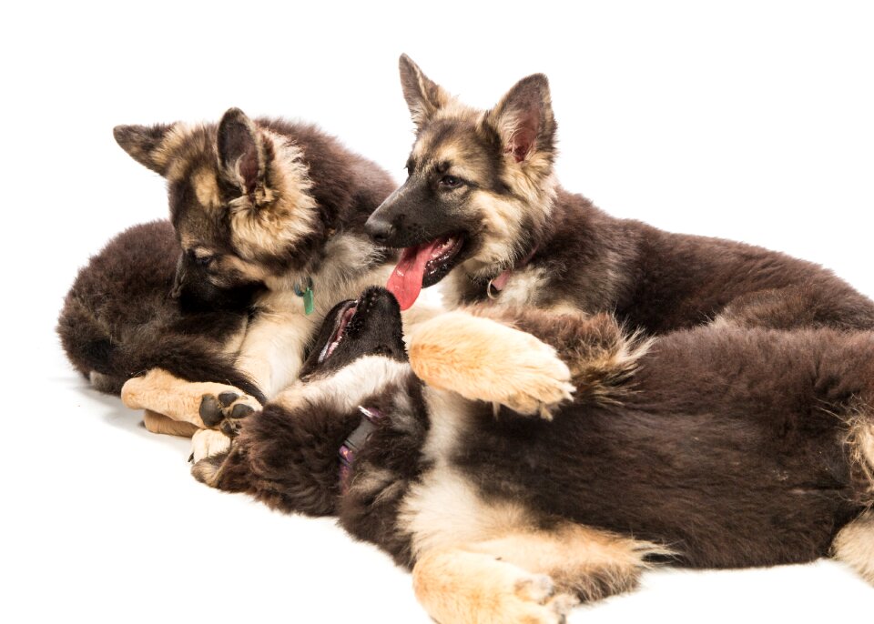 Pack animal brown puppy