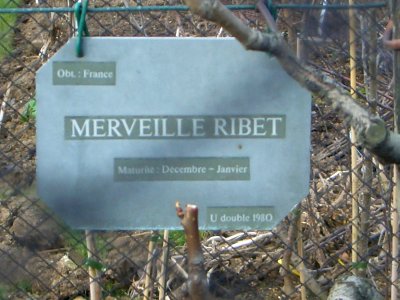 Merveille Ribet poiriers au Luxembourg