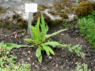 Mertensia primuloides - Palmengarten Frankfurt - DSC02007