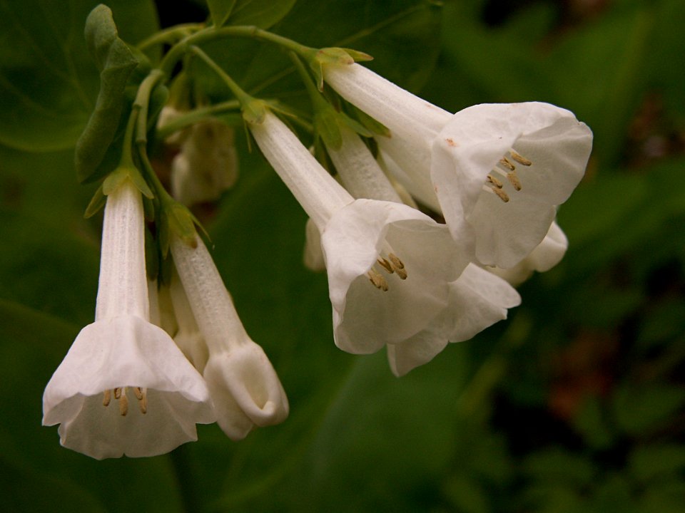 Mertensia virginica, white form, 2015-04-25, Fox Chapel, 01