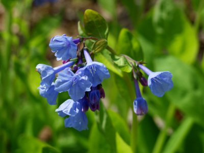 Mertensia virginica, 2021-04-20, Seldom Seen, 03