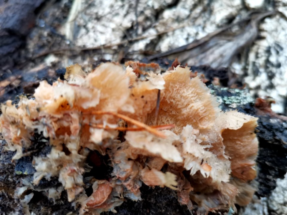 Merulius tremellosus 106636559