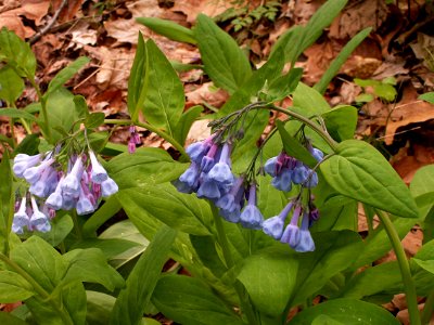 Mertensia virginica, 2015-05-01, Trillium Trail, 01