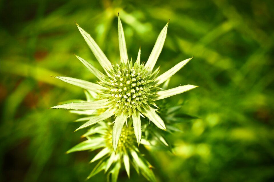 Wild flower thistle flower green