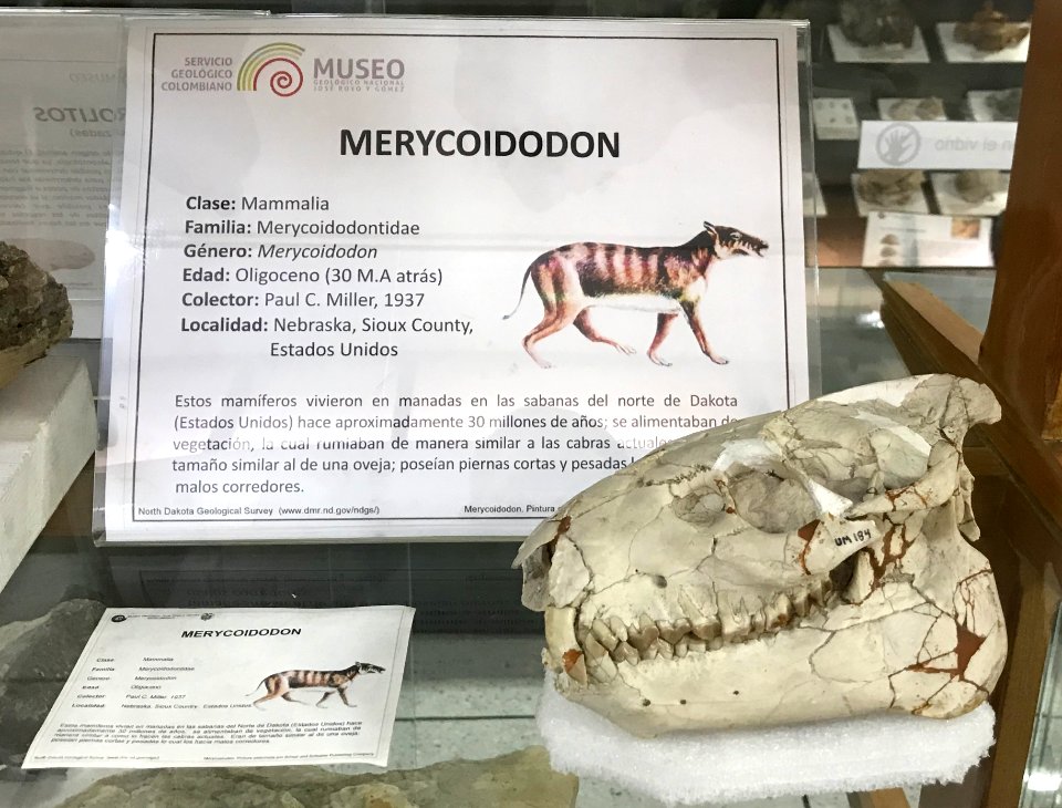 Merycoidodon skull