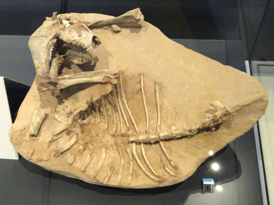 Merychyus elegans, Harrison, Nebraska, USA, Middle Miocene - Royal Ontario Museum - DSC00103