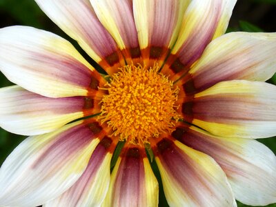 Detail beauty daisy photo