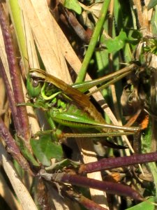 Metrioptera roeseli (Roesel's bush-cricket) (female), Arnhem, the Netherlands
