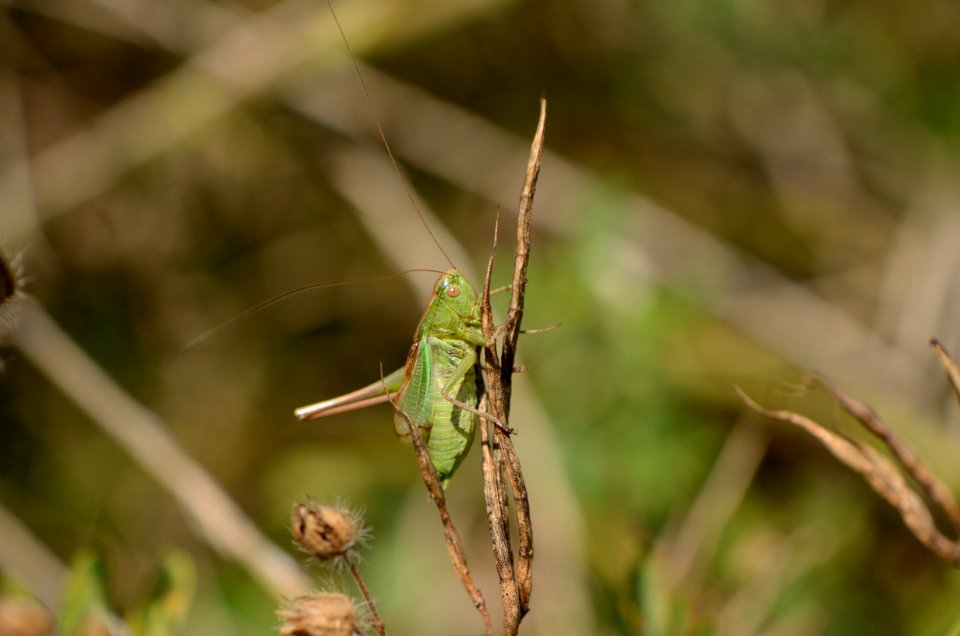 Metrioptera bicolor