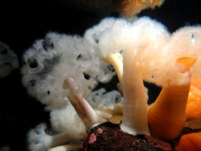 Metridium farcimen - MBA - DSC06987
