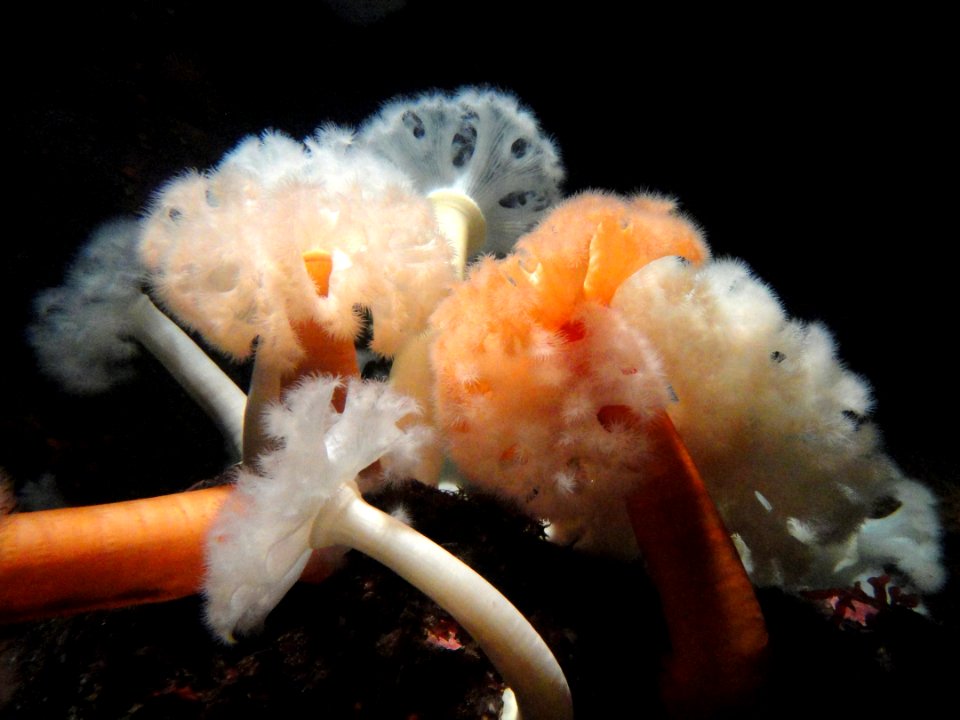 Metridium farcimen - MBA - DSC06991
