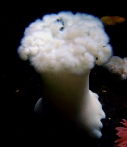Metridium giganteum Nausicaa 09062014 2