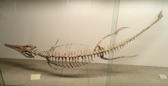 Metriorhynchus jaekeli - Naturmuseum Senckenberg - DSC02182