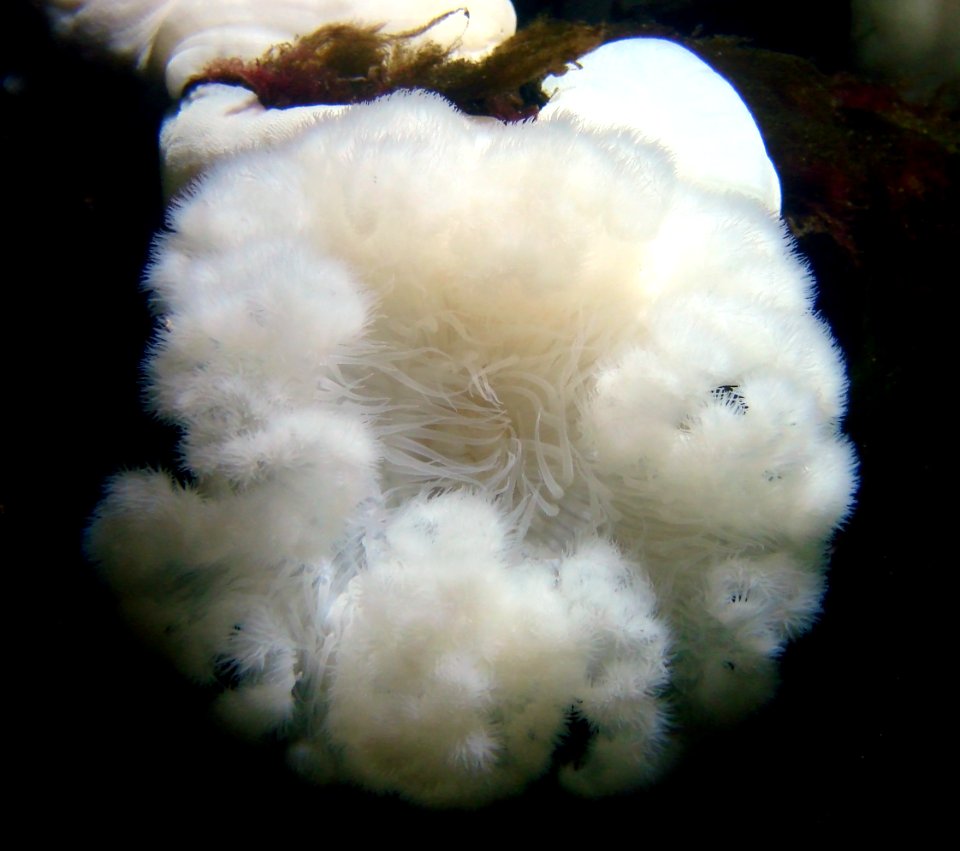 Metridium giganteum Nausicaa 09062014 1