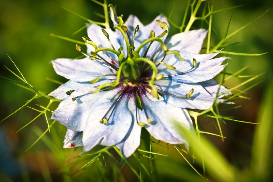 Blossom bloom pointed flower