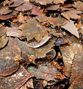 Metal coated skeletonized leaves