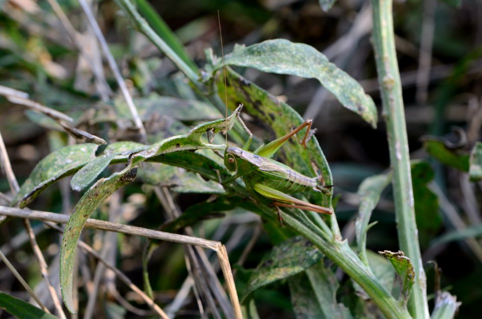 Metrioptera bicolor 01