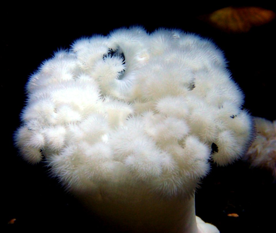 Metridium giganteum Nausicaa 09062014 3