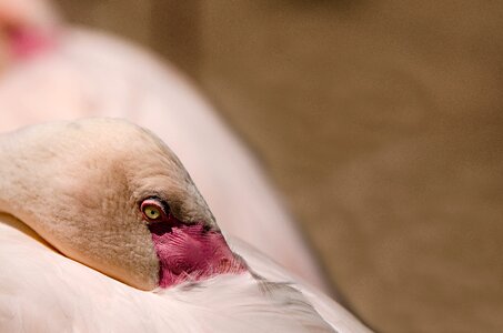 Pink flamingo pink exotic bird