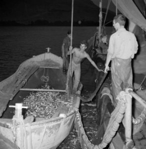 Met sardines gevulde visnetten worden binnen boord leeggeschud, Bestanddeelnr 255-2881 photo