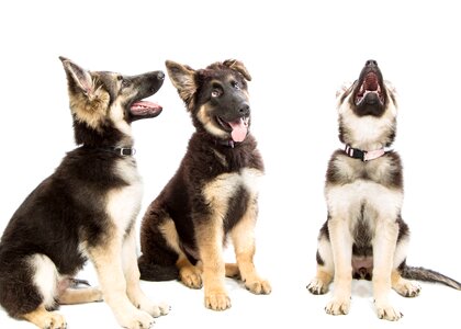 Puppies pack animal