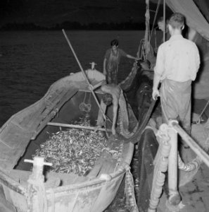 Met sardines gevulde visnetten worden binnen boord leeggeschud, Bestanddeelnr 255-2880 photo