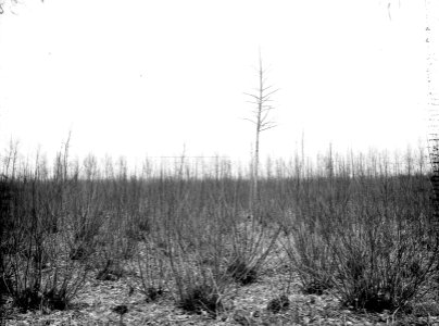Met opgaande bomen, Bestanddeelnr 192-0680