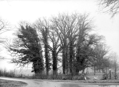 Met mos begroeid, Bestanddeelnr 192-0252