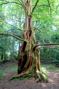 Metasequoia glyptostroboides - Trewidden Garden - Cornwall, England - DSC02446