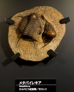 Metapilekia sp. - National Museum of Nature and Science, Tokyo - DSC07756