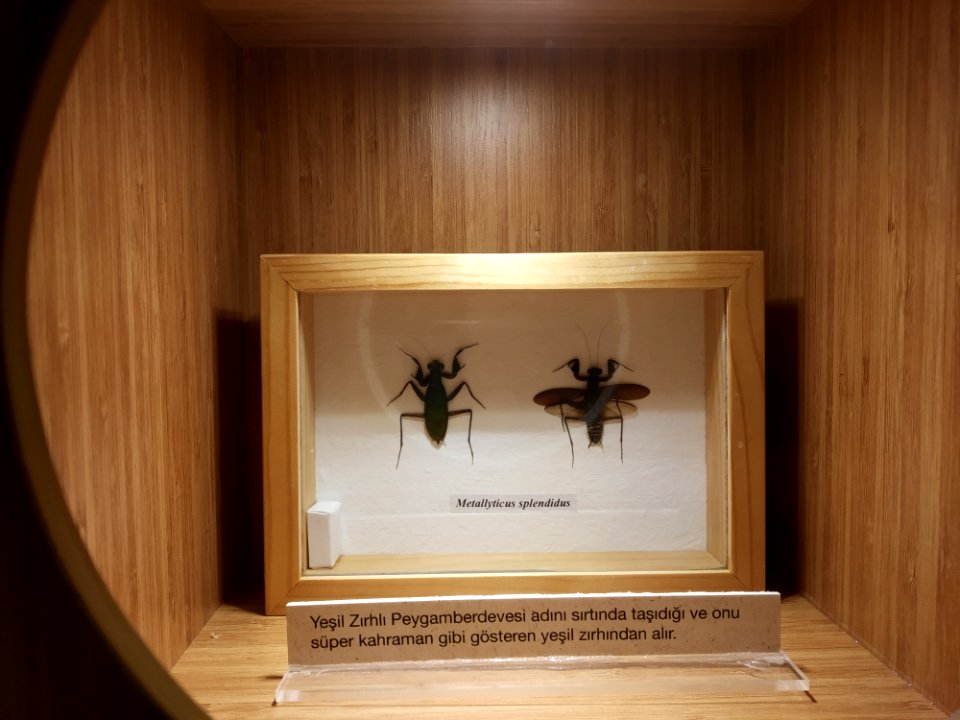 Metallyticus splendidus