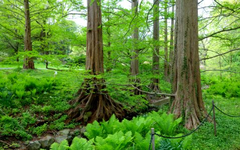 Metasequoia glyptostroboides - Morris Arboretum - DSC00289